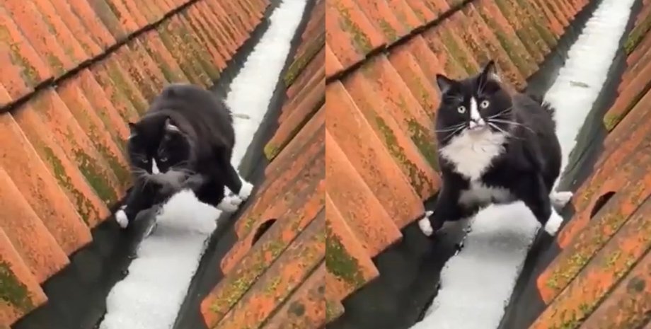 "Бережет лапки": пухлый котик стал интернет-звездой благодаря "акробатике" на крыше домов