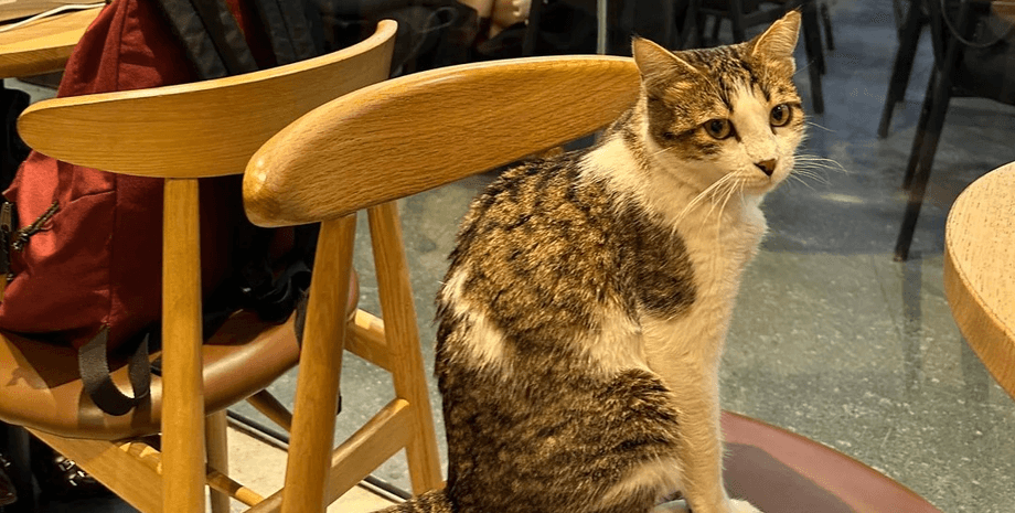 "Без кофе нет дела": кот стал интернет-звездой благодаря "сонным" посиделкам в кафе