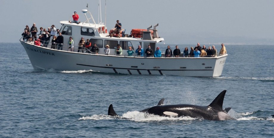 Косатки потопили яхту с туристами на побережье Атлантического океана
