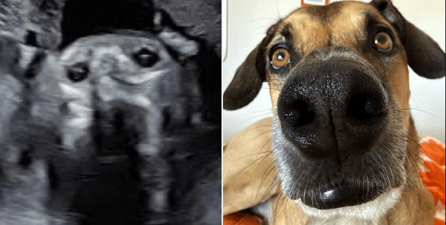 Коллаж с изображением УЗИ ребенка и фото пса крупным планом