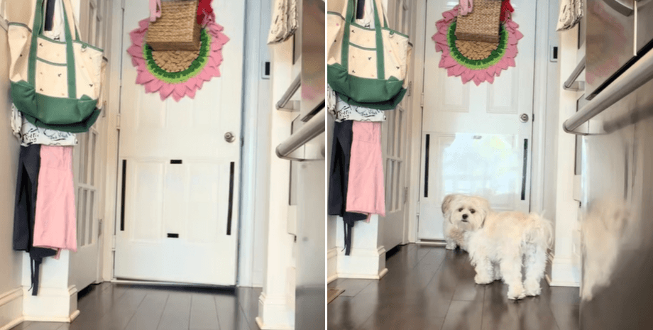 Две маленькие собаки стоят у входной двери и смотрят наружу, ожидая возвращения хозяйки