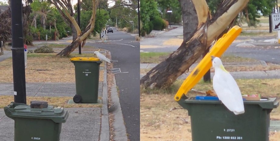 "Даже птицы в курсе": попугай взорвал сеть талантом к поиску вторсырья