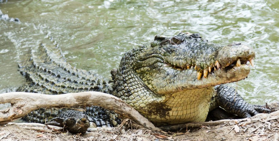 День отдыха: Интернет завидует отдыху крокодилов посреди болота
