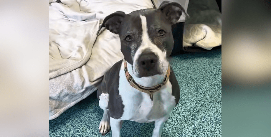 Замечательную старую собаку три года игнорировали в приюте: впоследствии произошло настоящее чудо