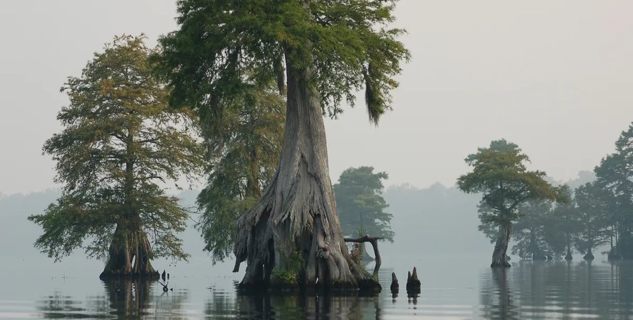 Известный миллиардер тайно скупил большую площадь земли: причина всех ошарашила