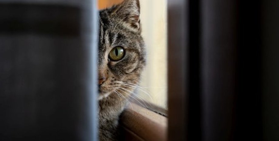 толкование снов о кошках, К чему снятся кошки, толкование сновидений, сонник, приснилась кошка что значит