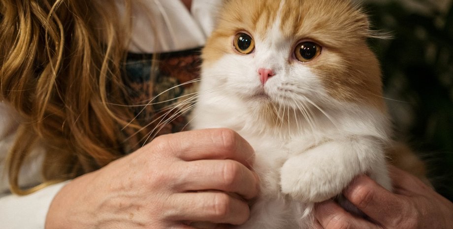 Как одна семья: ученые назвали 7 сигналов от котика о доверии к Вам