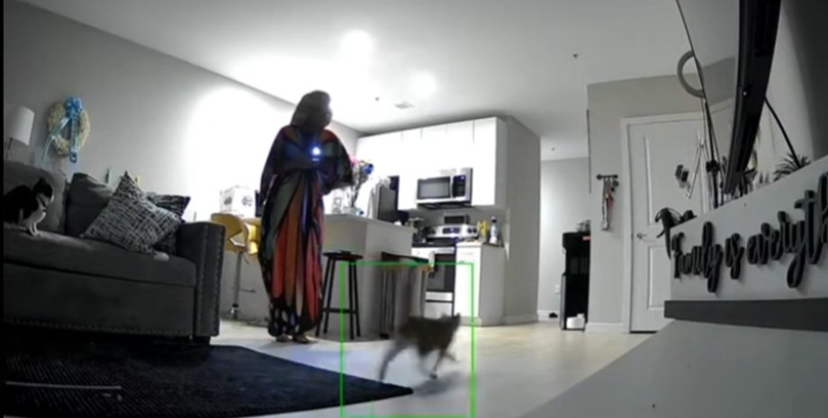 Женщина стоит в гостиной с фонариком, наблюдая за кошкой, которая бегает по комнате, пока вторая сидит на диване