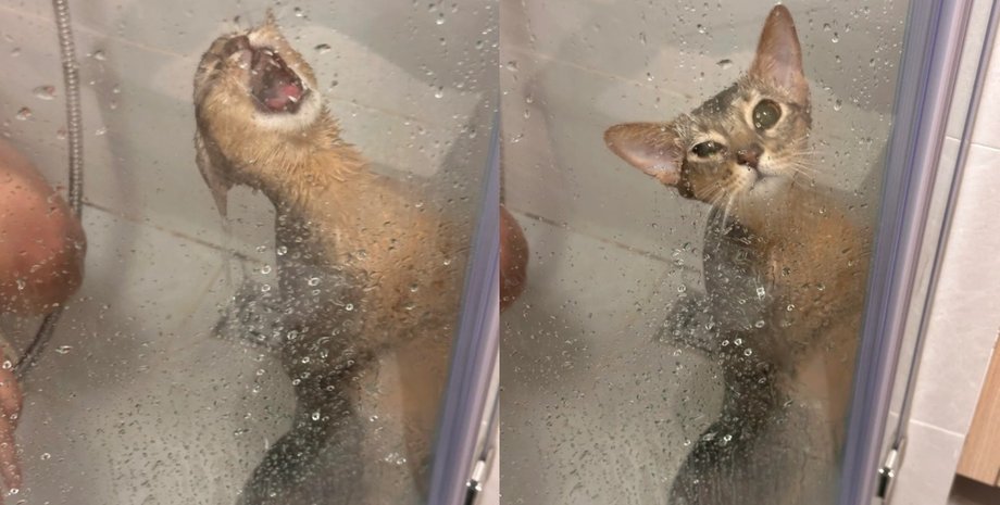 Мокрая кошка стоит за стеклянной дверцей душевой кабины, смотрит большими глазами, будто умоляя выпустить ее