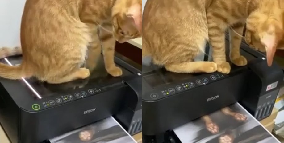 Кот-секретарь случайно отксерил себя в офисе: получились "достоверные документы"