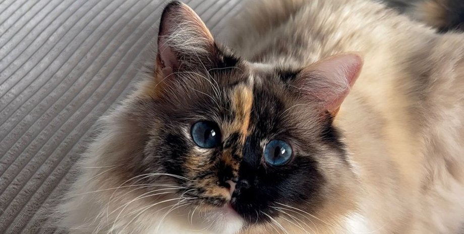 Редкая кошка-химера породы рэгдолл по кличке Пебблс с симметричной двухцветной мордочкой и голубыми глазами