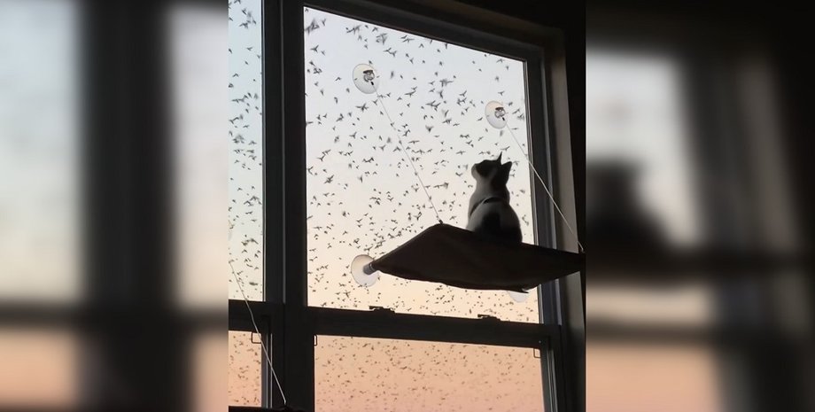 котик с птицами