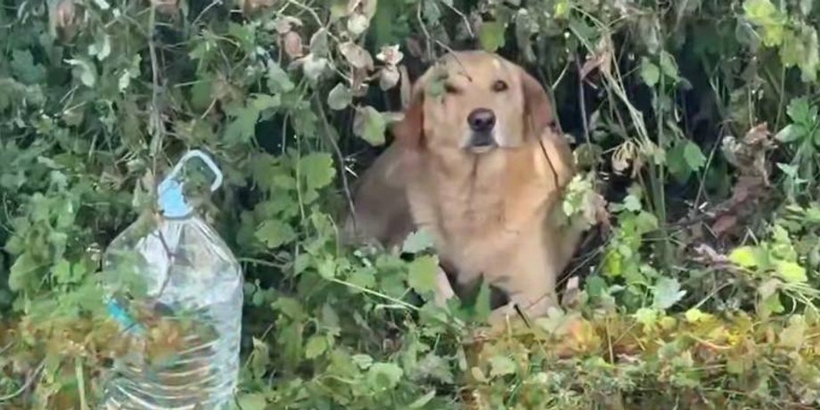 Собака Йося выжила во время нападения на Вишневое