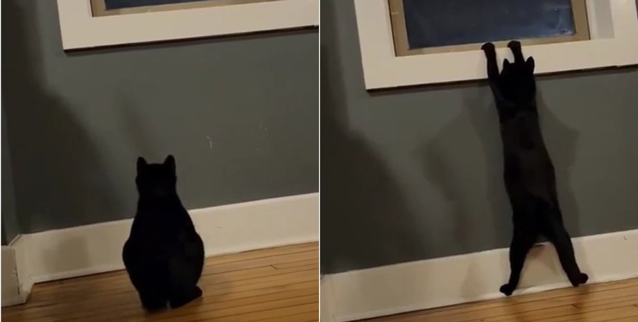 Миссия выполнима: кот рассмешил Интернет, пытаясь преодолеть подоконник