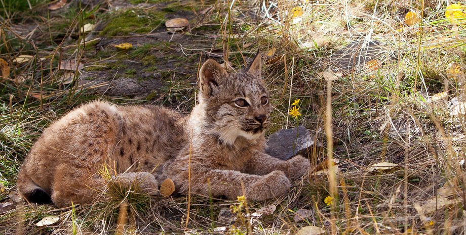 детёныш рыси