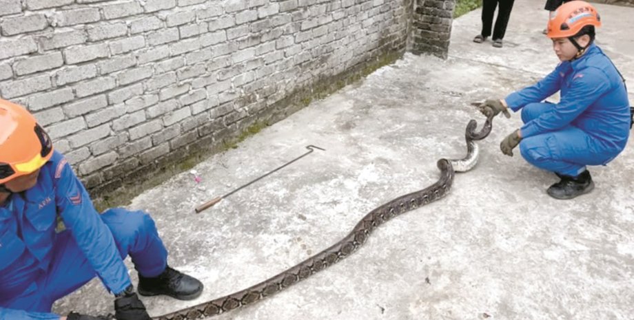 Сотрудники гражданской обороны аккуратно удерживают трехметрового сетчатого питона, найденного во дворе дома в Малайзии