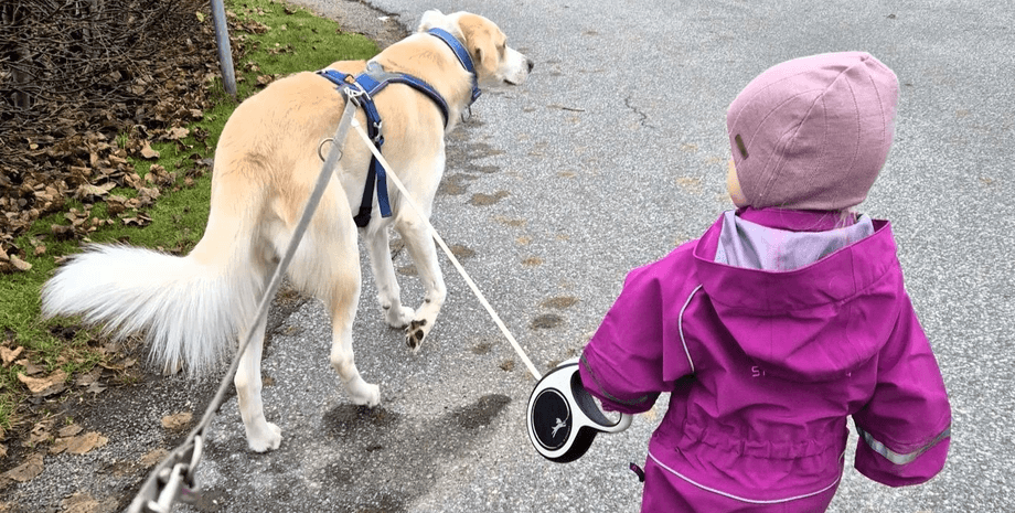 Ребенок в розовом комбинезоне держит поводок, пока собака идет впереди на настоящем поводке