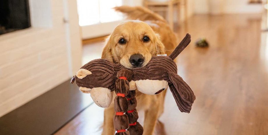 Золотистая собака стоит в комнате с мягкой игрушкой в зубах