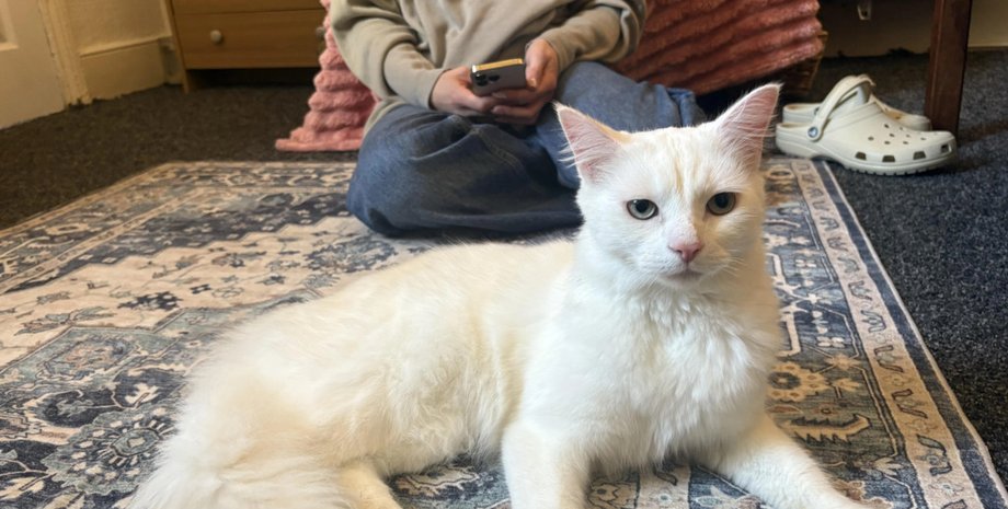 "Не знаю, что делать": женщина приютила кота с необычной мордочкой