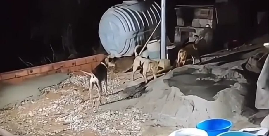 Недоплачивают за сверхурочные: четвероногие "строители" стали интерней-сенсацией