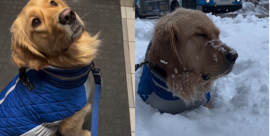 Неприкрытая радость: пес пережил "эпический взрыв счастья" от первого выпавшего снега