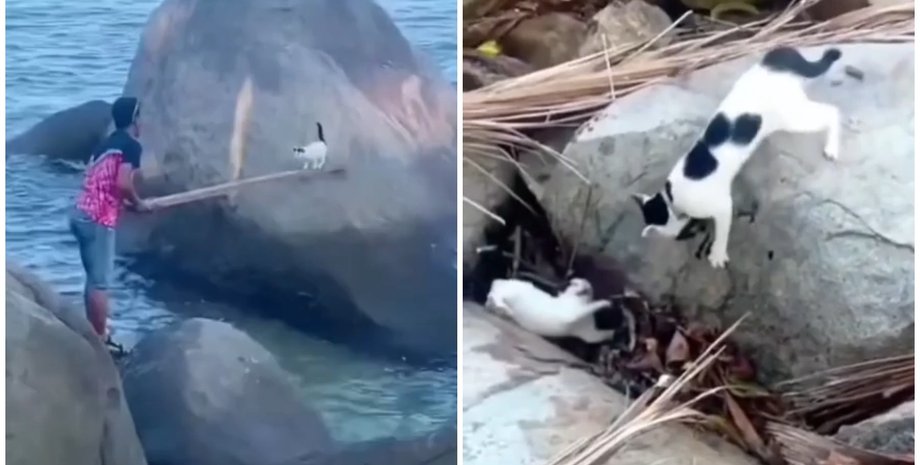 Мужчина вытащил котика из ловушки: мама-кошка потом проучила непослушного сына