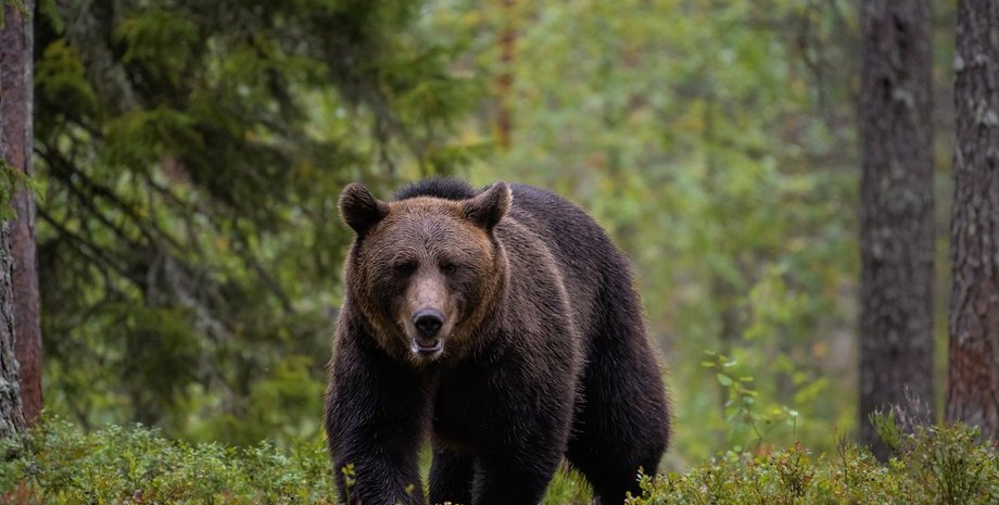 "Ночной вор": медведь попал на камеры во время странной кражи