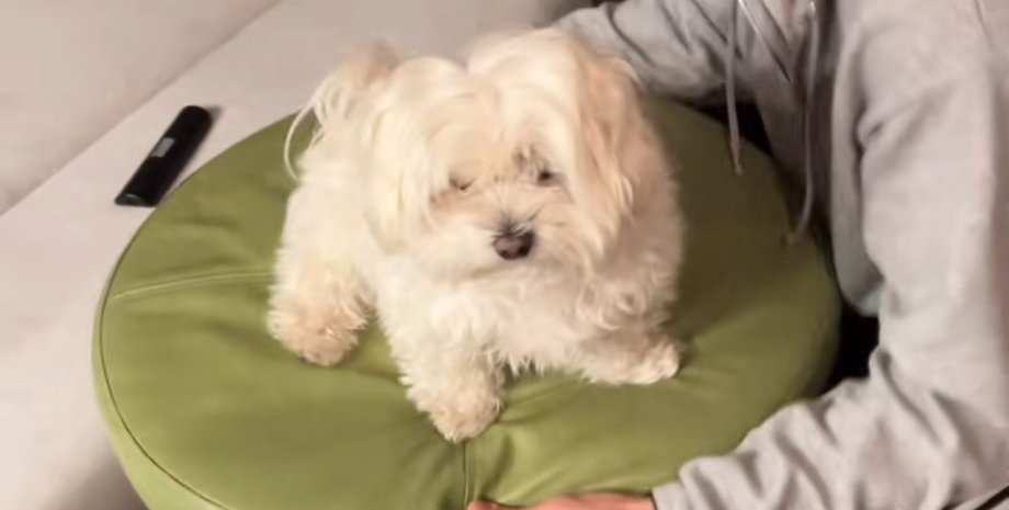 Белоснежная собака Тофу сидит на зеленом пуфике, ожидая, когда ее отнесут спать