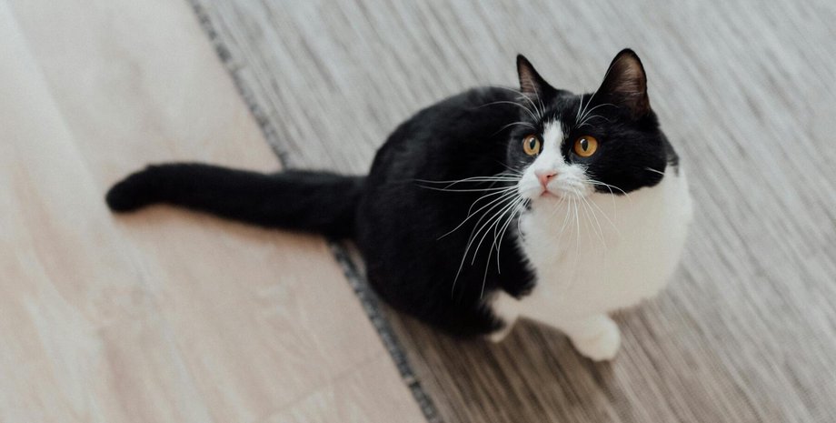 черно-белая кошка
