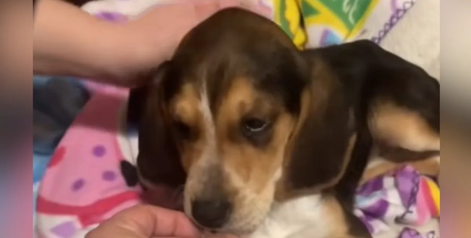 бигль щенок