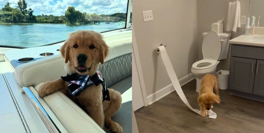 Чеддер считался спокойной собакой до определенного момента