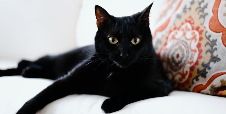 Черный кот