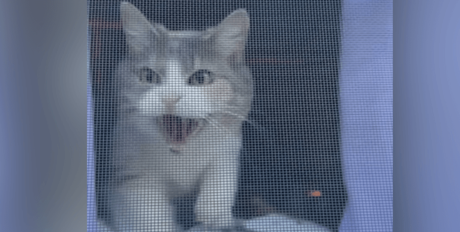 Серо-белый кот стоит за оконной сеткой и шипит, охраняя дом, приняв хозяйку за чужака