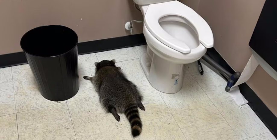 енот заснул в туалете магазина