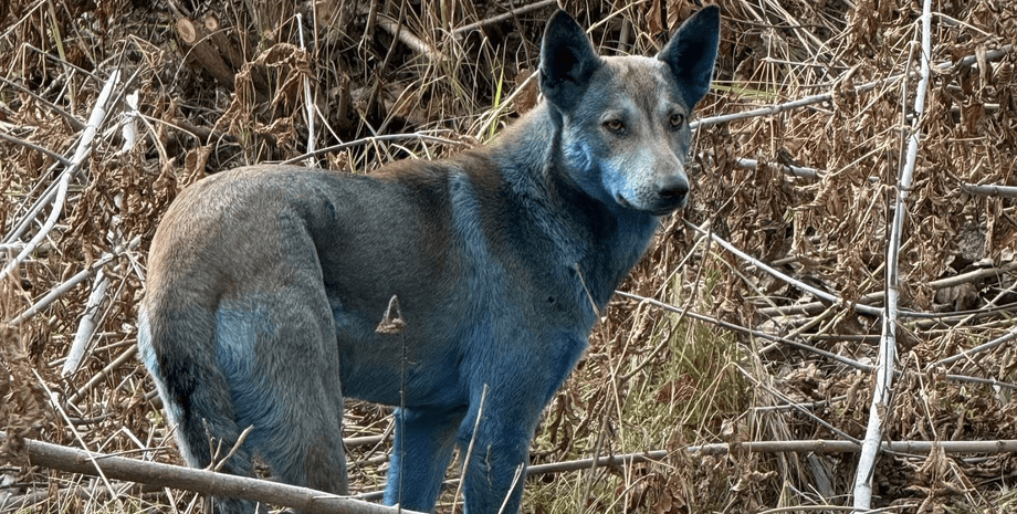 Проверка фактов: собаки с синей шерстью в Чернобыле стали предметом дискуссии