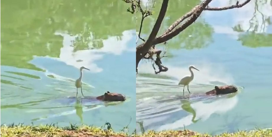 Птица проплыла реку верхом на капибаре: свидетель событий не поверил в увиденное