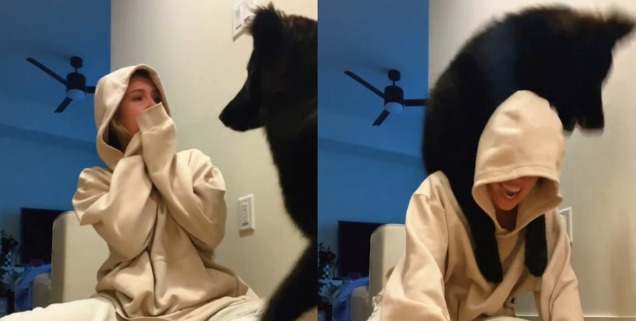 Большой 9-месячный чёрный щенок прыгает на хозяйку и забирается ей на плечи, пока она смеется