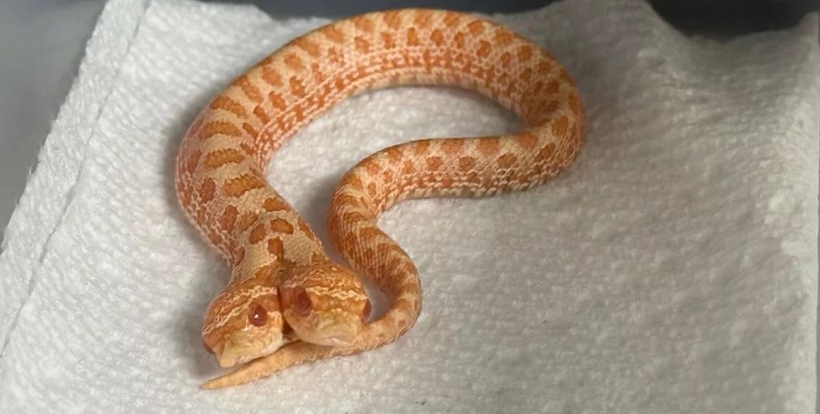 Уникальная двуглавая змея Харибо, названная в честь конфет, ползает по коробке