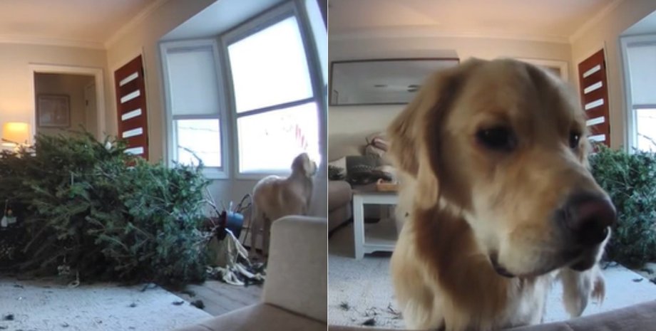 Ретривер пришел извиняться перед владельцами, свалив перед тем праздничную елку