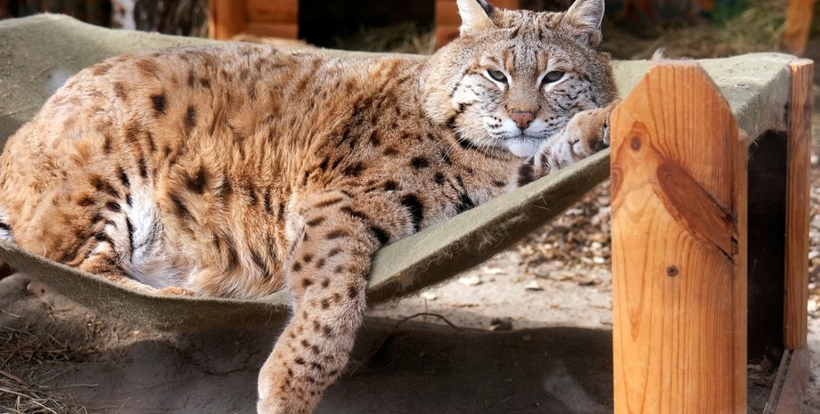 Рысь Степан поправился