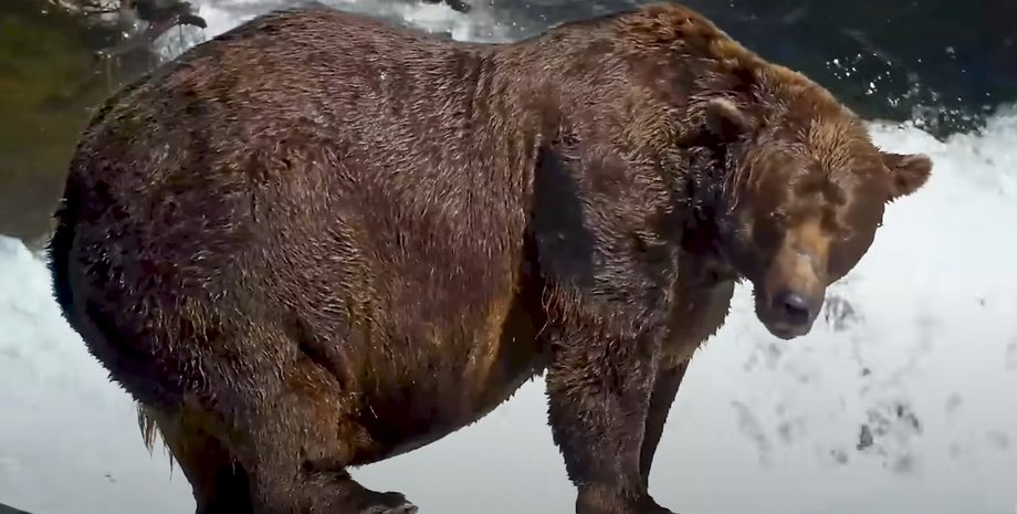 Зверь с травмой челюсти победил в конкурсе с рекордным количеством голосов