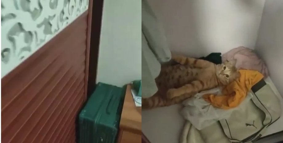 Женщина обнаружила тайное место отдыха котика: в сети рассмеялись от увиденного
