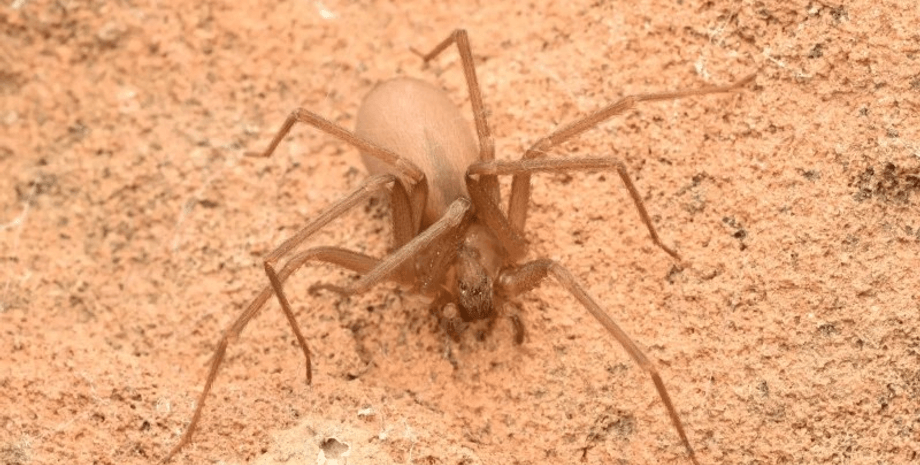 Семья годами жила в доме с тысячами пауков: у ученых нет объяснения этому явлению