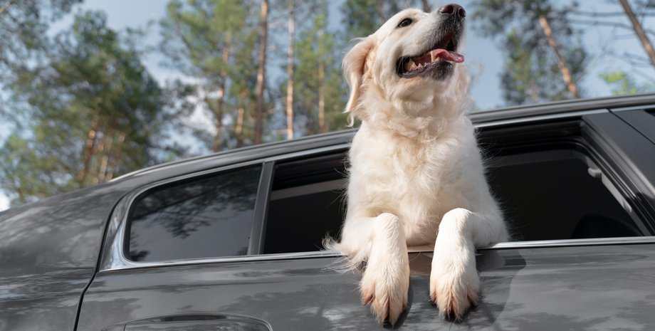 Собака безостановочно лаяла на кота в соседнем авто