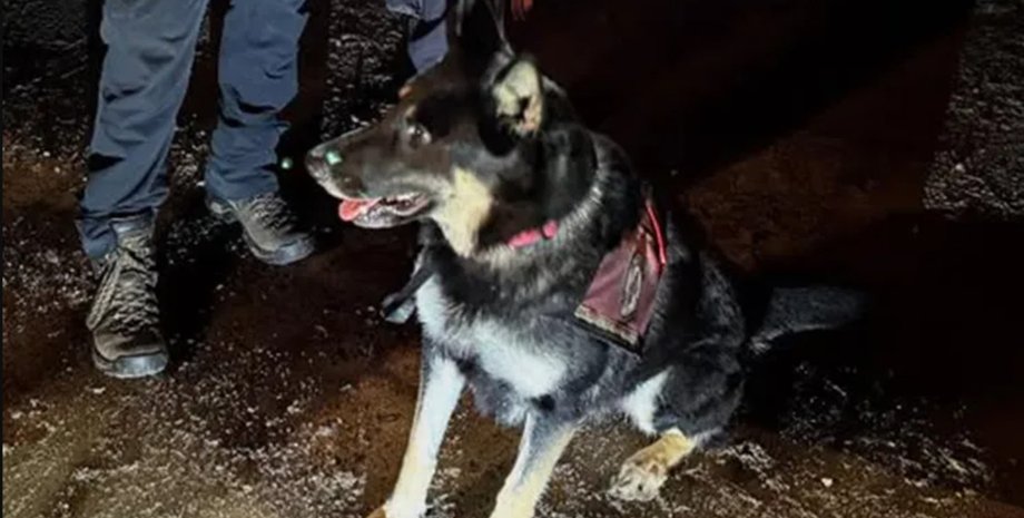 Поисковая собака, спасшая ребёнка в лесу Нью-Гэмпшира