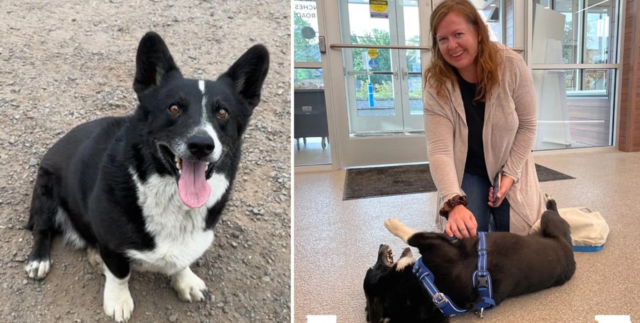 Собака по кличке Опи и ее хозяйка в приюте после двух месяцев разлуки