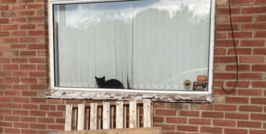 Черный кот по кличке Фантом сидит на подоконнике за стеклом дома, глядя на улицу