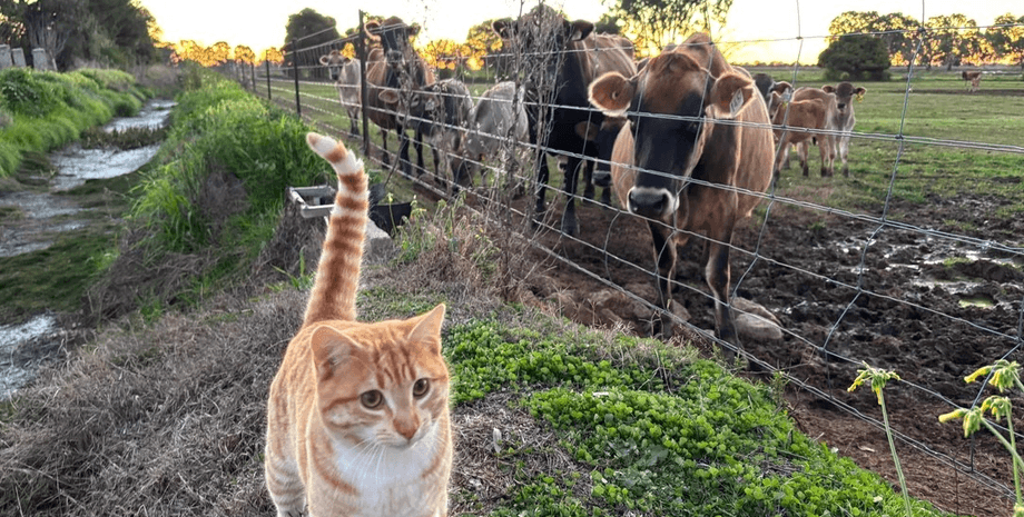 "Ты здесь не управляешь": владелец фермы показал настоящего главного "менеджера"