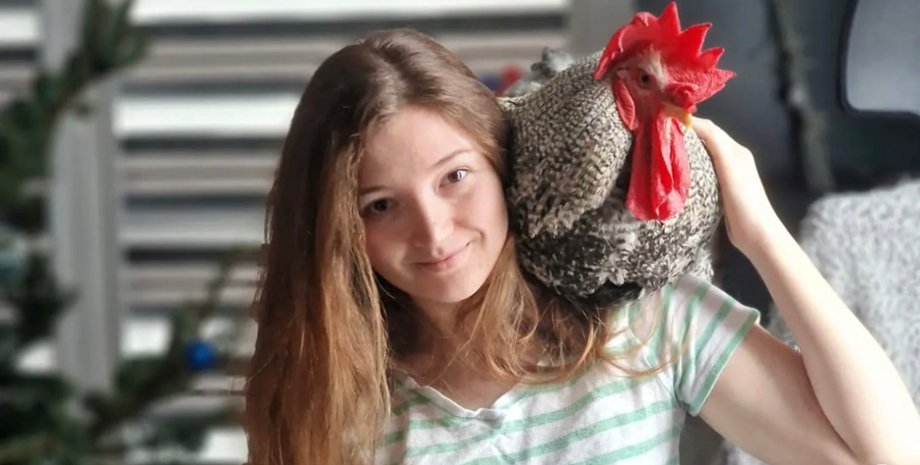 Необычный питомец украинки удивил родных и соседей, украинка живет с петухом