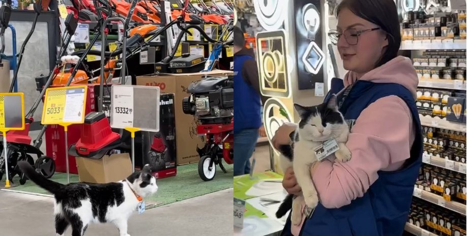 В Кривом Роге кошка работает в местном супермаркете: имеет необычное полное имя и должность (видео)